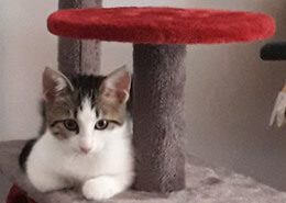 meilleure-hotel-canin-la-rochelle-ile-de-re-rochefort