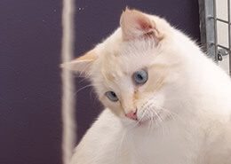 meilleure-hotel-chat-felin-la-rochelle-ile-de-re-rochefort