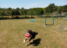 parc-canin-la-rochelle-location-jeu-obstacle-agilty-chien